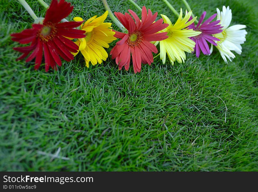 Floral border background with colorful daisies against green grass background. Floral border background with colorful daisies against green grass background