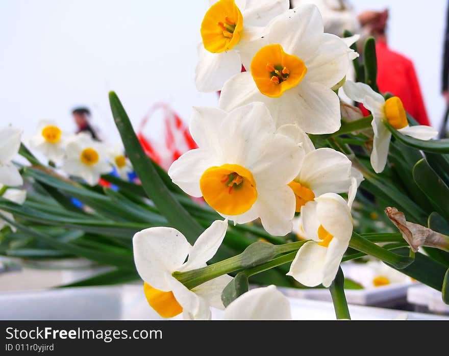 Beautiful Spring Narcissus  in a sunshine day. Beautiful Spring Narcissus  in a sunshine day