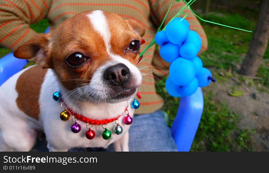 A little dog with colorful  bells around it's neck