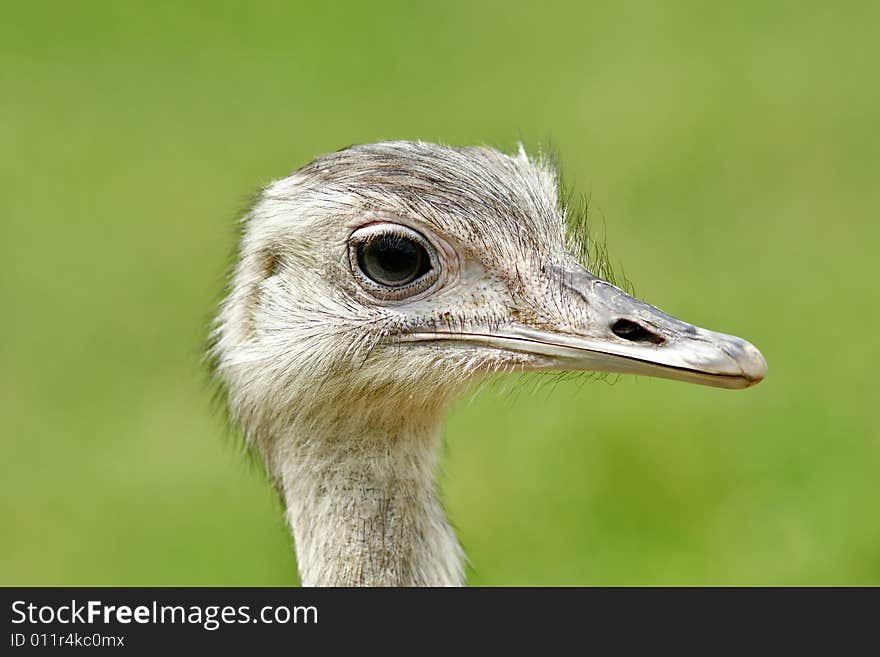 Female ostrich head close-up, focus on the eye