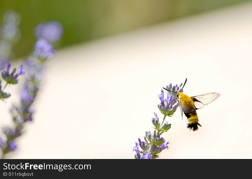 Snowberry Clearwing, Hemaris Diffinis