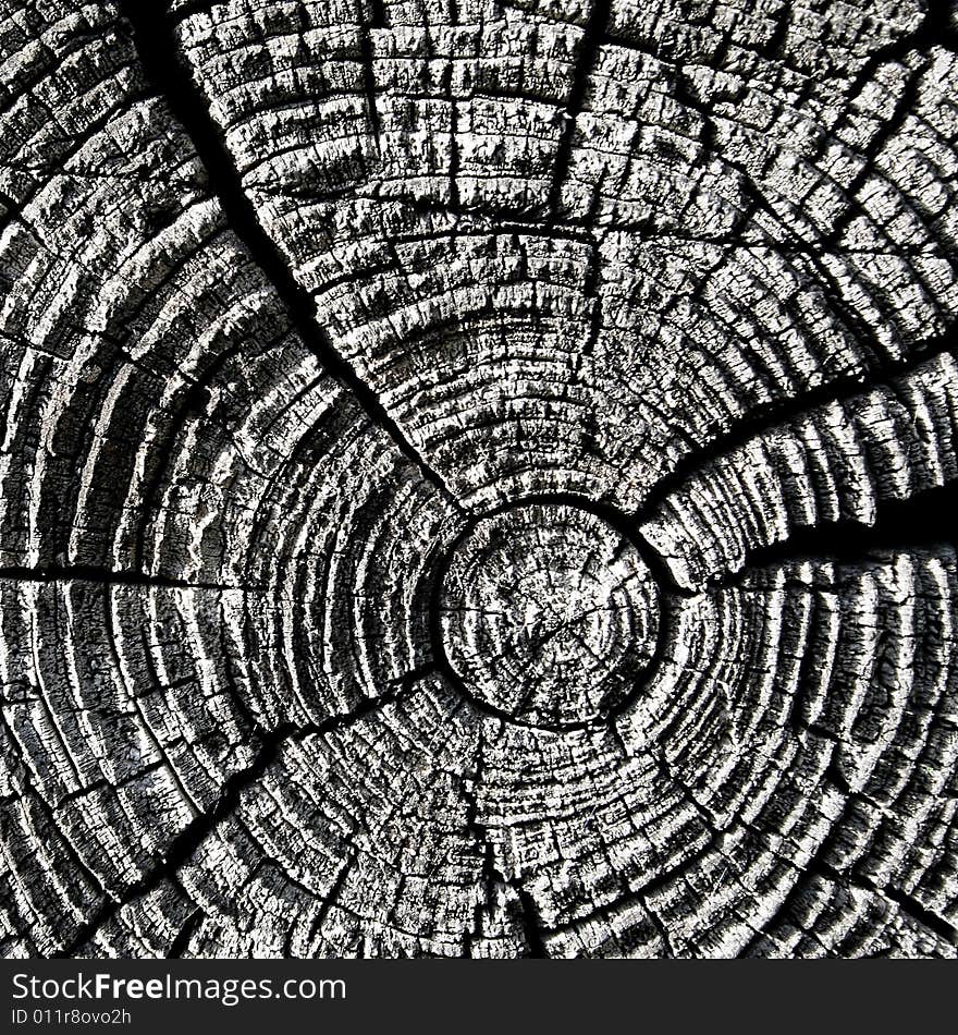 Texture of an old wooden log in cut