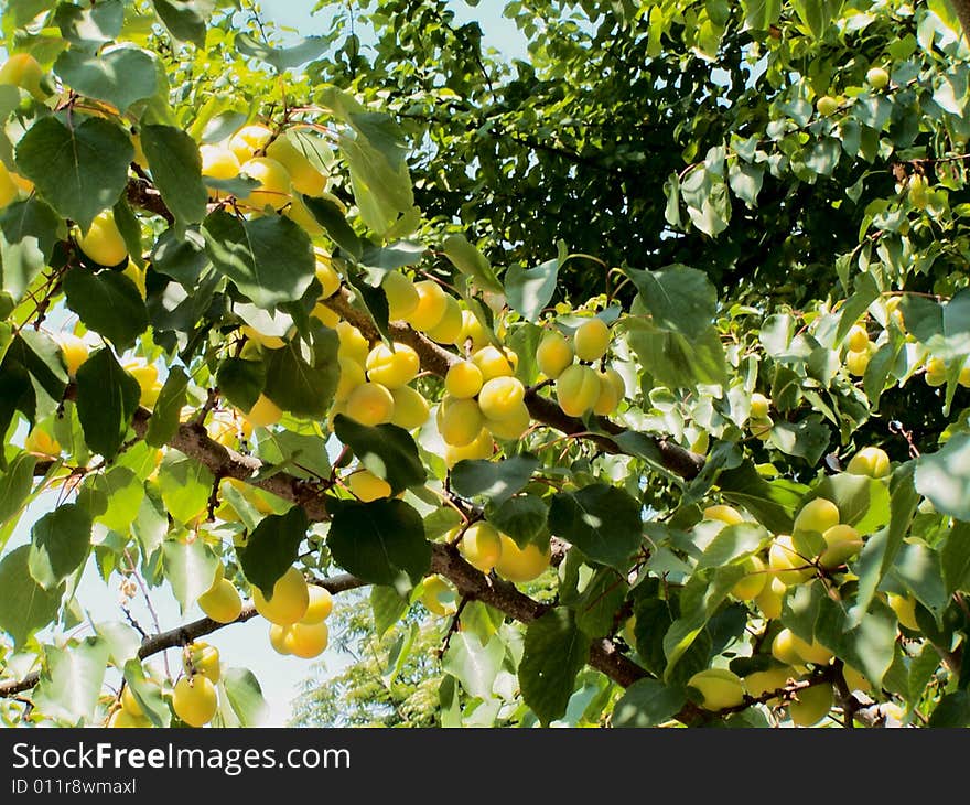 Ripening apricots