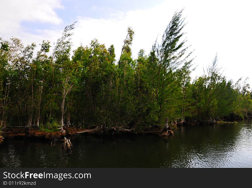 Detail of shore and vegetation on Guama Lagoon, Cuba. Detail of shore and vegetation on Guama Lagoon, Cuba.