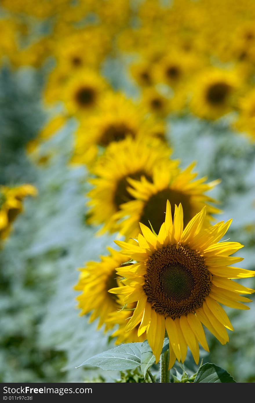 A field of sunflower before being cut. A field of sunflower before being cut