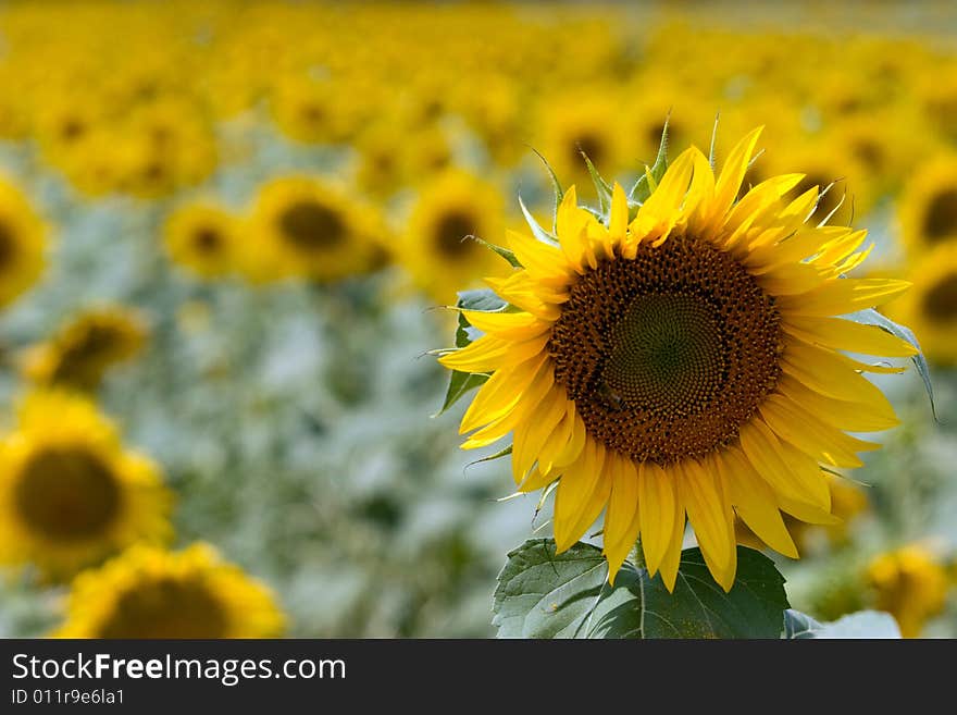 A field of sunflower before being cut. A field of sunflower before being cut