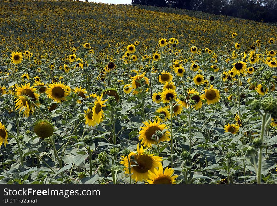 A field of sunflower before being cut. optimism. A field of sunflower before being cut. optimism