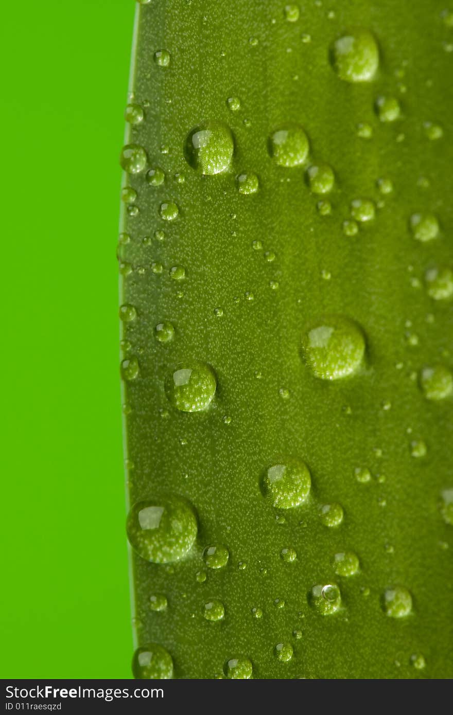 Green leaf and drops