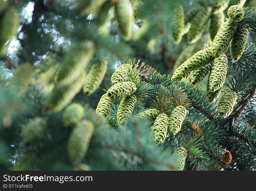 Close up of the Christmas tree branches and cons. Close up of the Christmas tree branches and cons