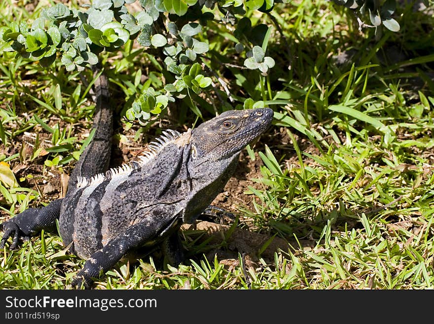 Iguana in Grass