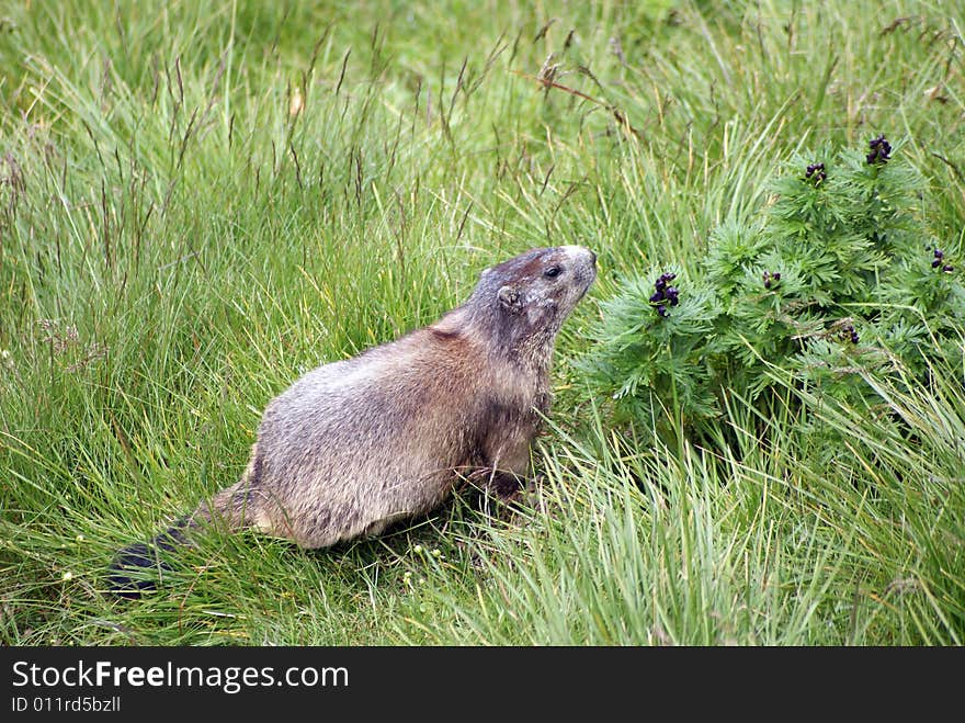 Marmot Staring