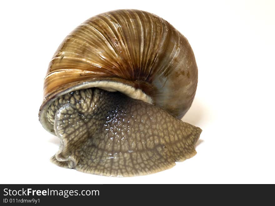 The brown snail on a white background hides in the cockleshell