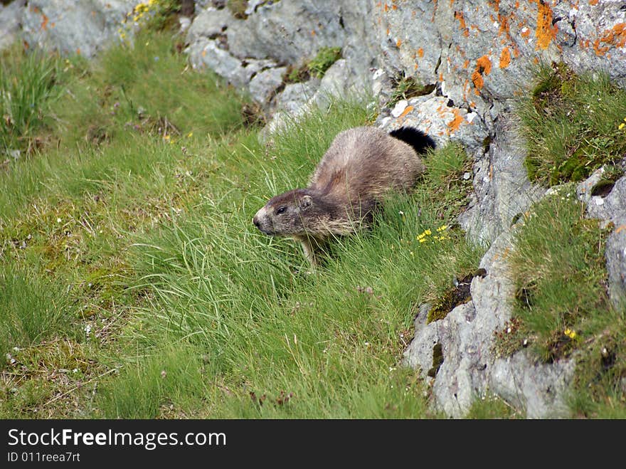 Marmot escaping