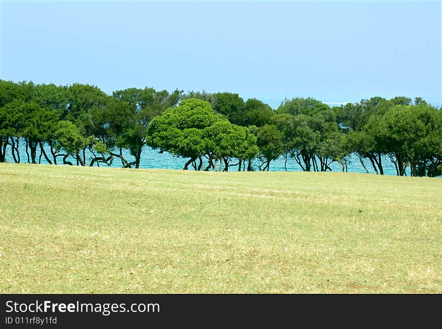 Meadow, trees and sky