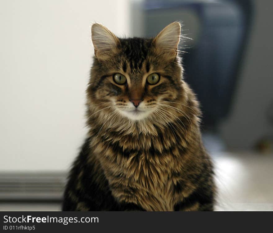 A 1 year old Maine Coon cat looking serious. A 1 year old Maine Coon cat looking serious