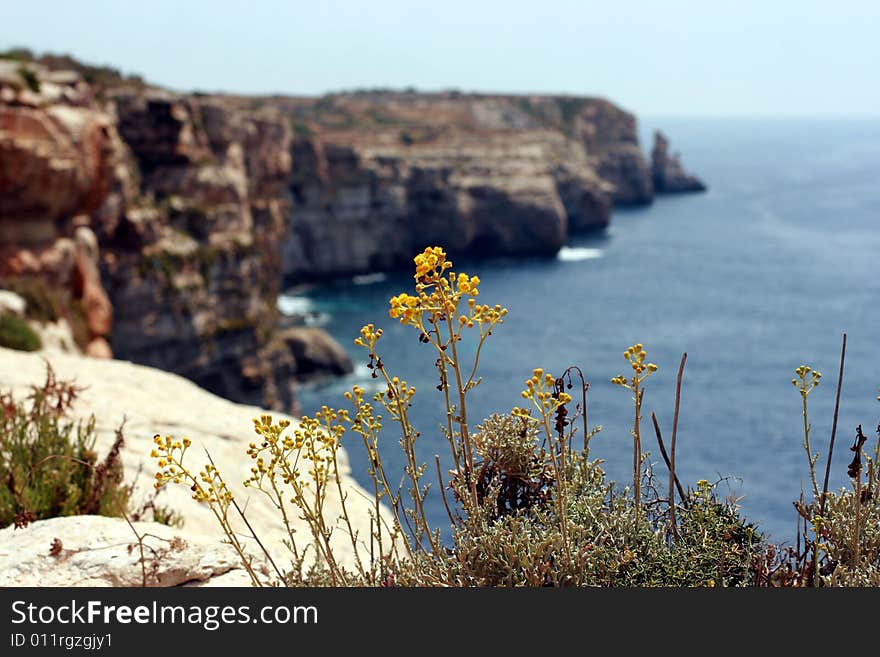 Yellow flowers on Malta rocks