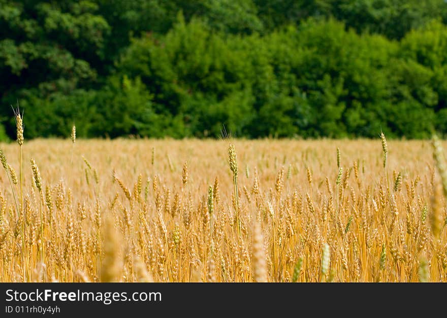 Field of wheat