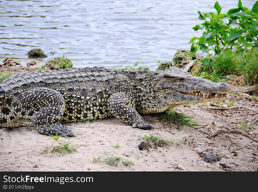 Alligators on natural habitat on Guama Lagoon, Cuba