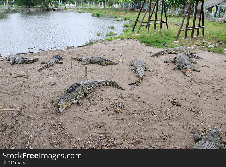 Alligators on natural habitat on Guama Lagoon, Cuba