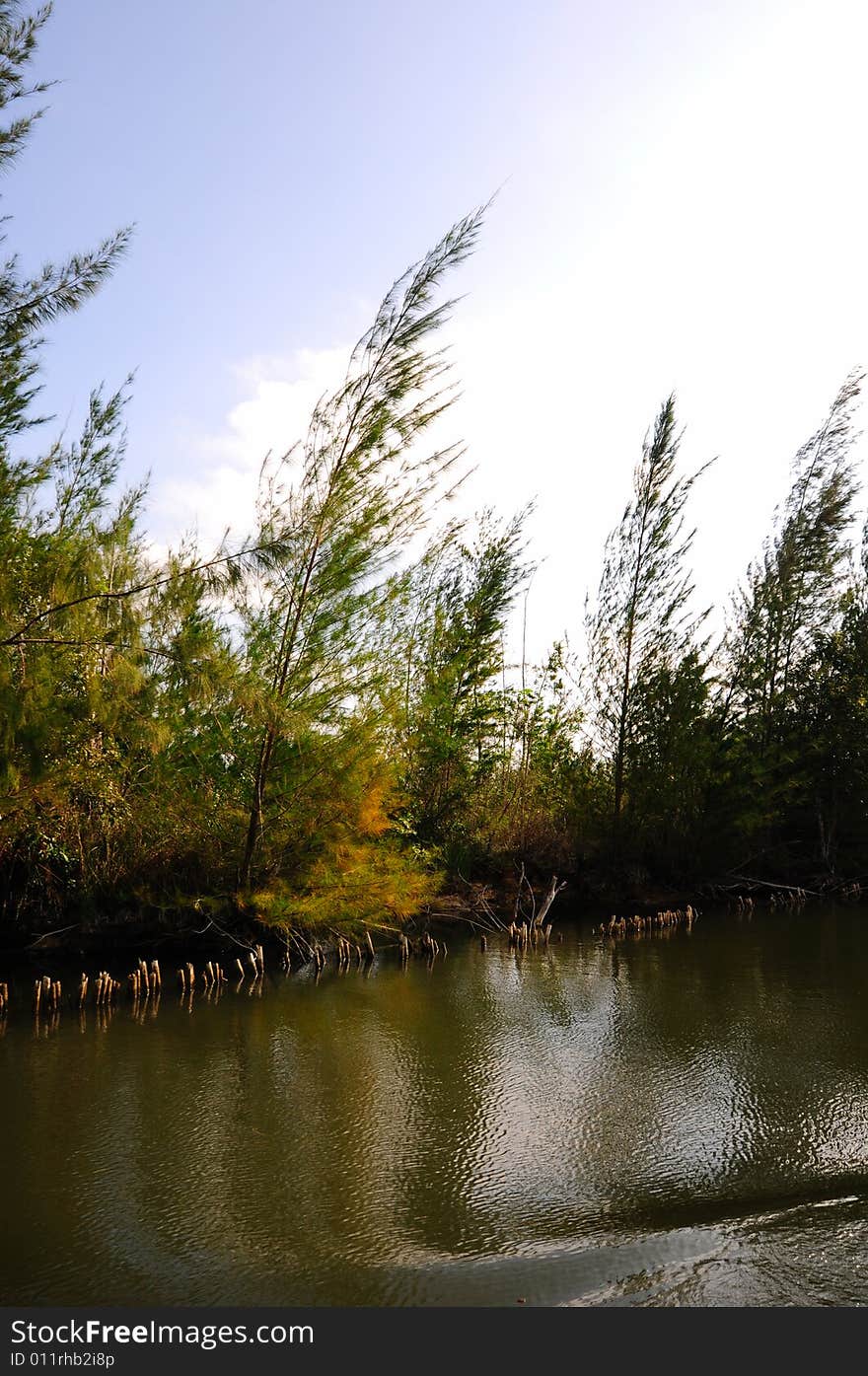 Detail of shore and vegetation on Guama Lagoon, Cuba. Detail of shore and vegetation on Guama Lagoon, Cuba.