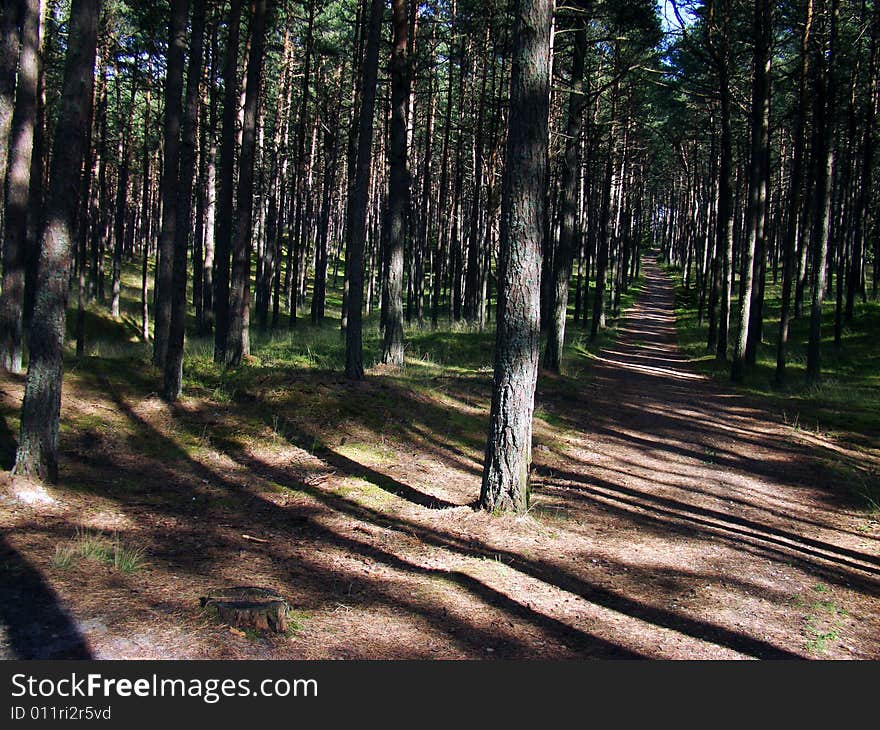 Forests  road