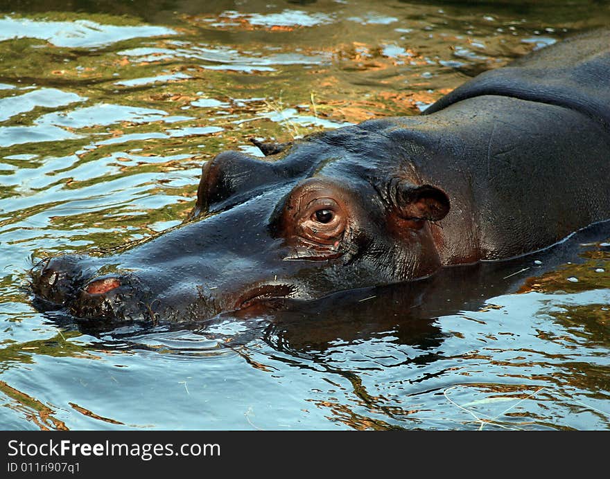 Hippopotamus