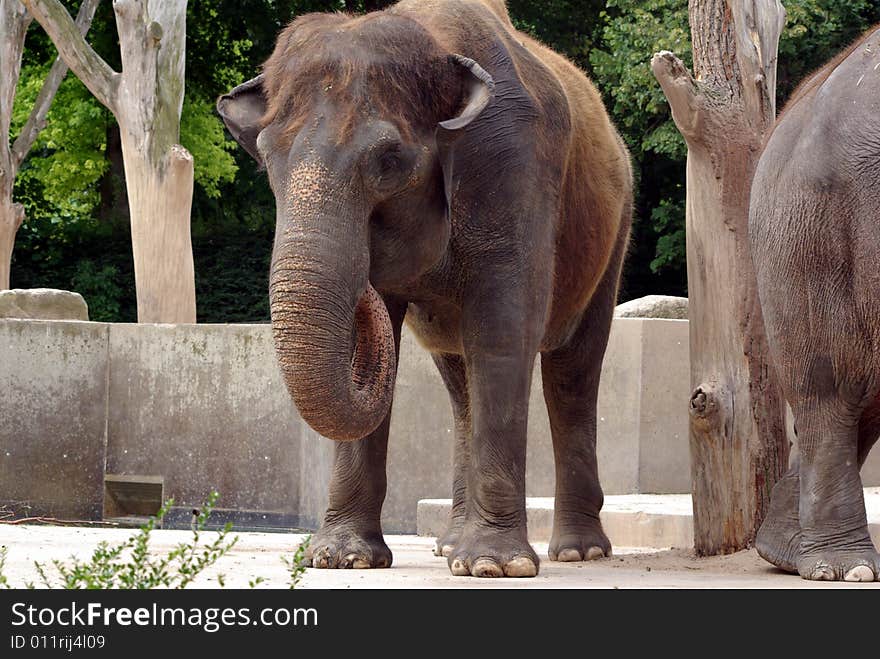 Elephant At The Zoo