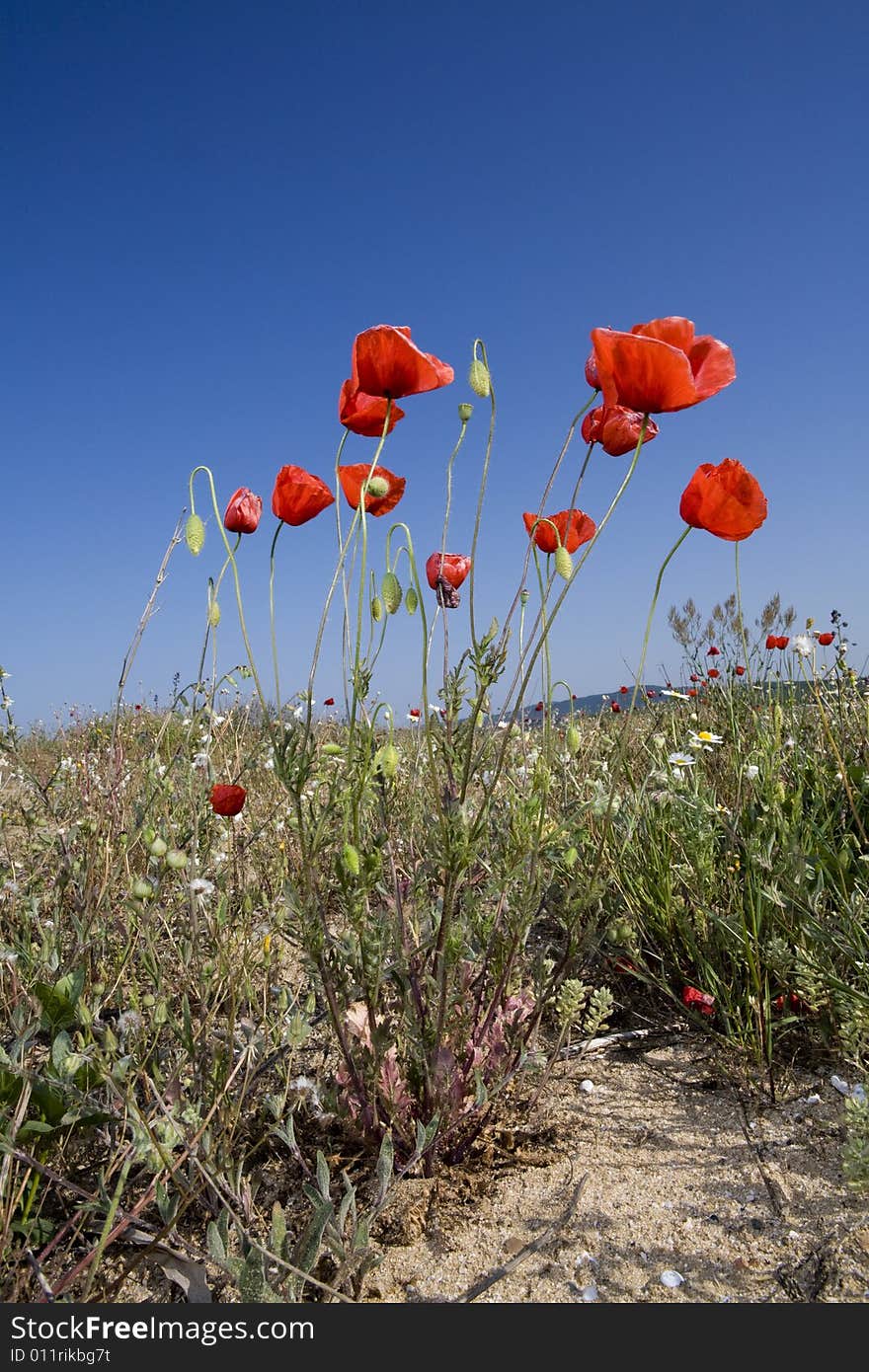 Poppy field and blue sky