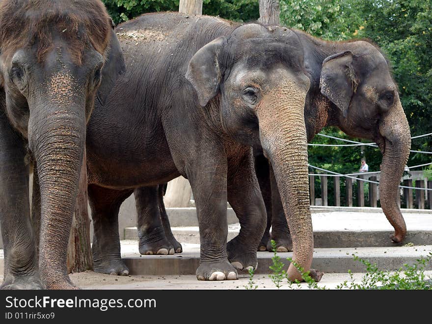 Three elephants