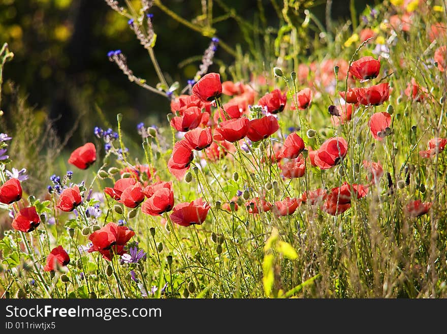 Poppy field