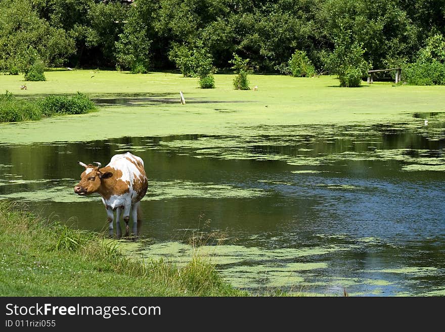 Cow saving from heat