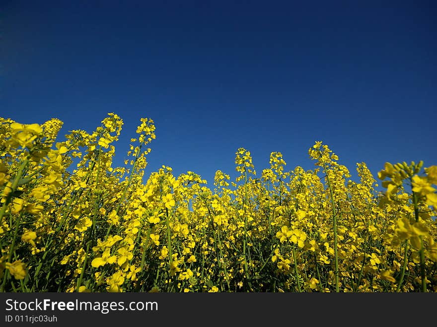 Eco enviroment, rape field