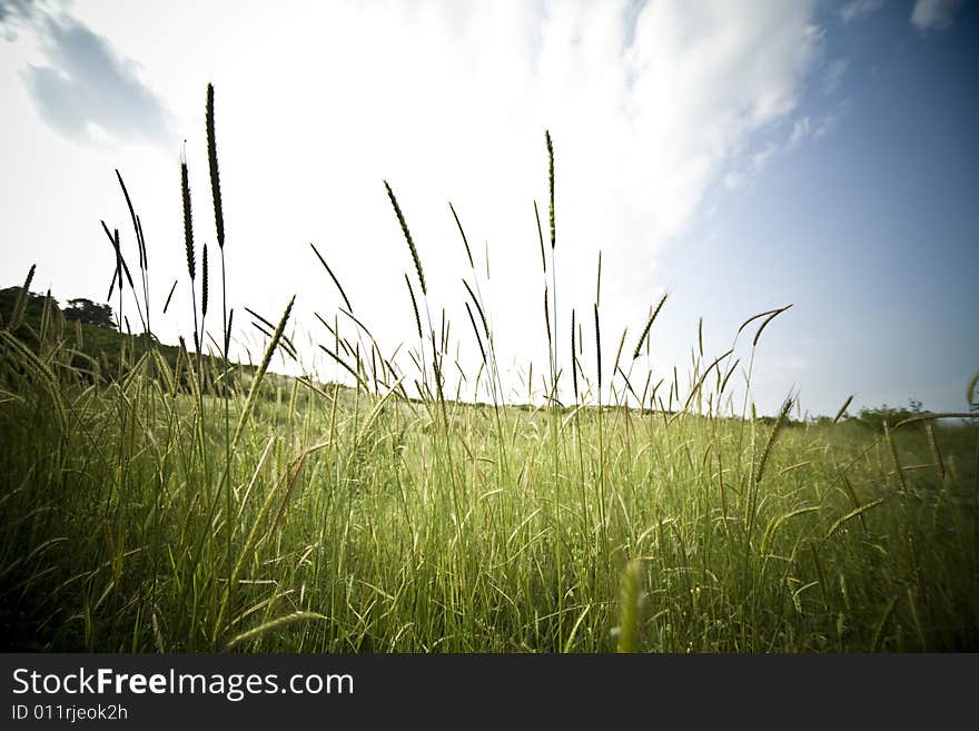 Green Straws