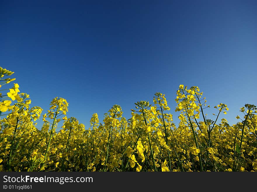 Eco enviroment, rape field