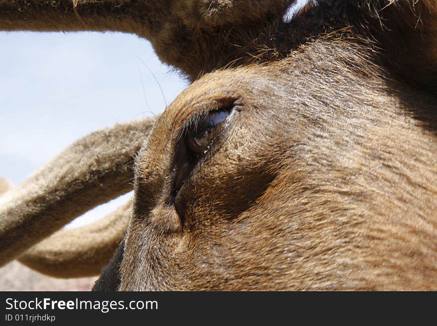 Eye of elk