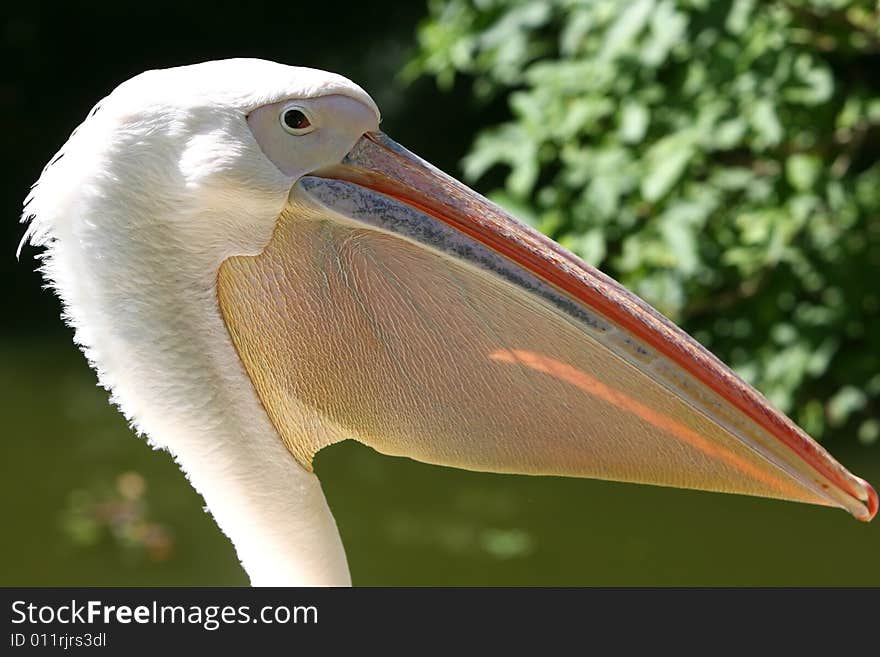 White pelican and its big nib. White pelican and its big nib