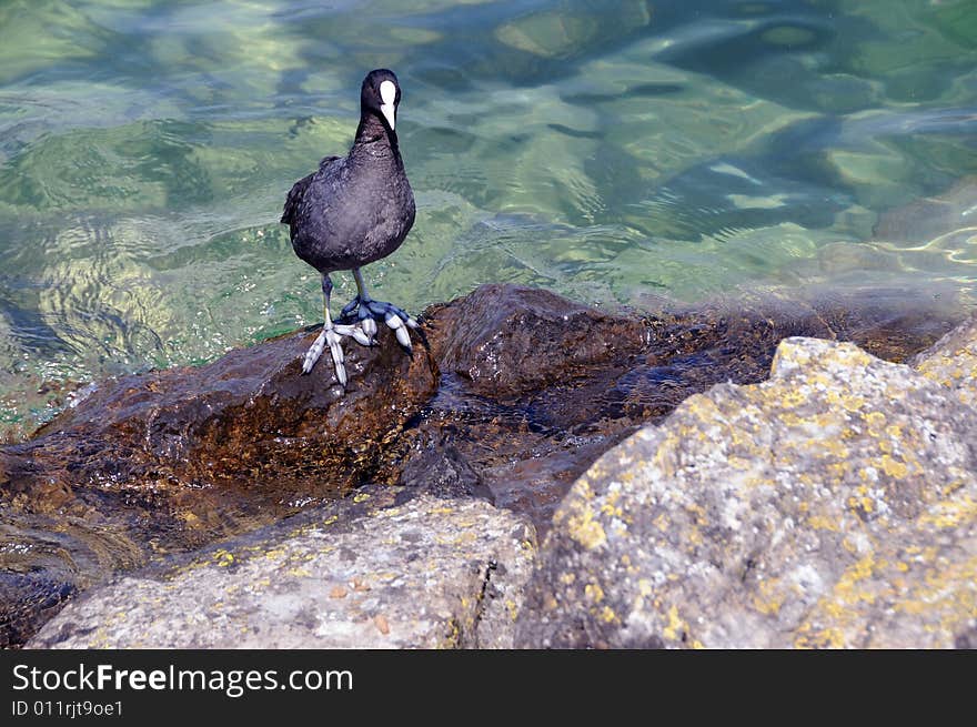 Black lake bird standing at the stone