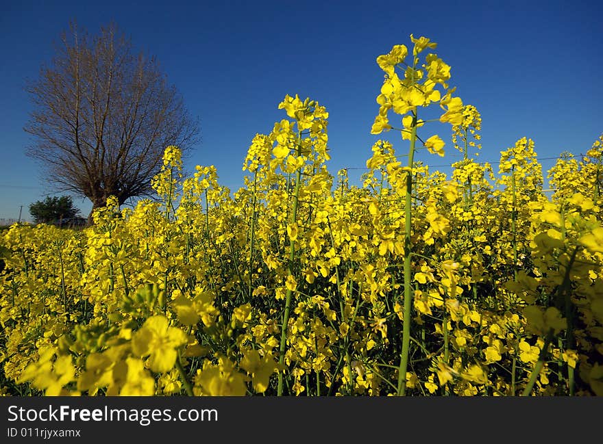 Eco enviroment, rape field