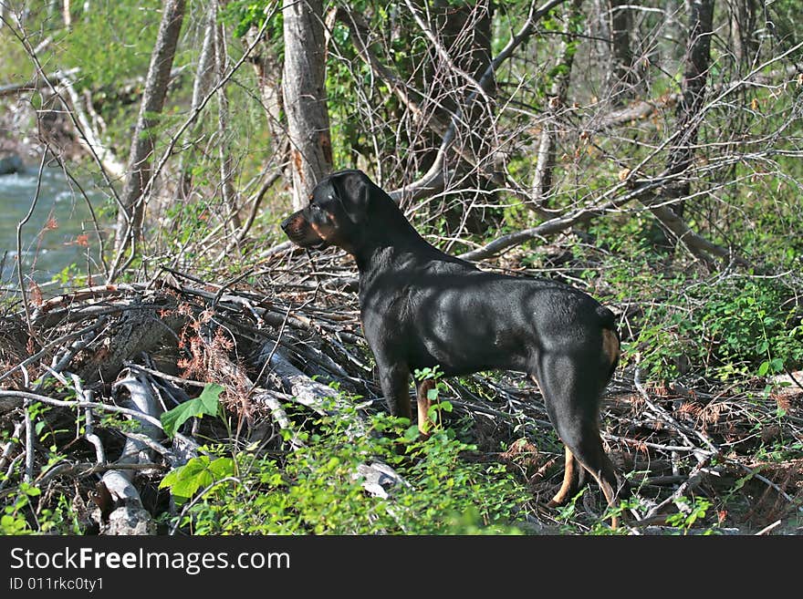 Rottweiler