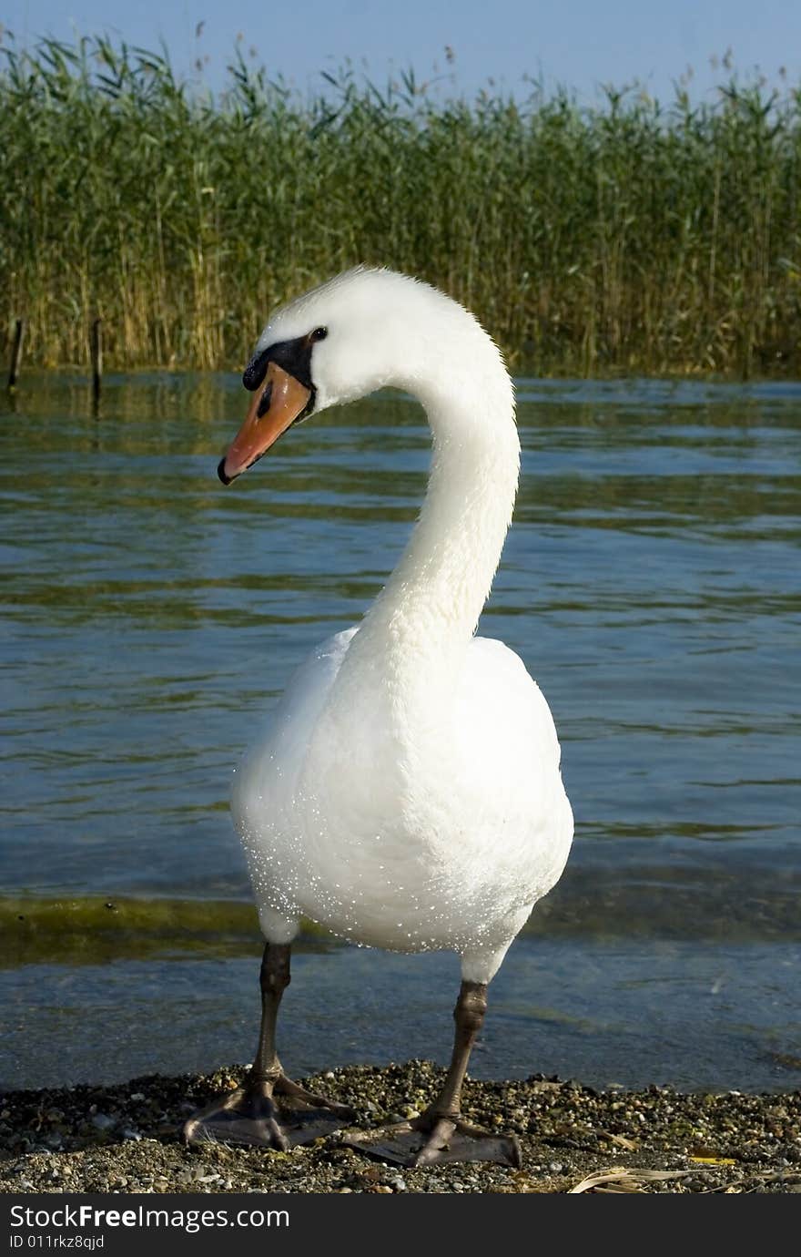 Wild swans near a lakeshore