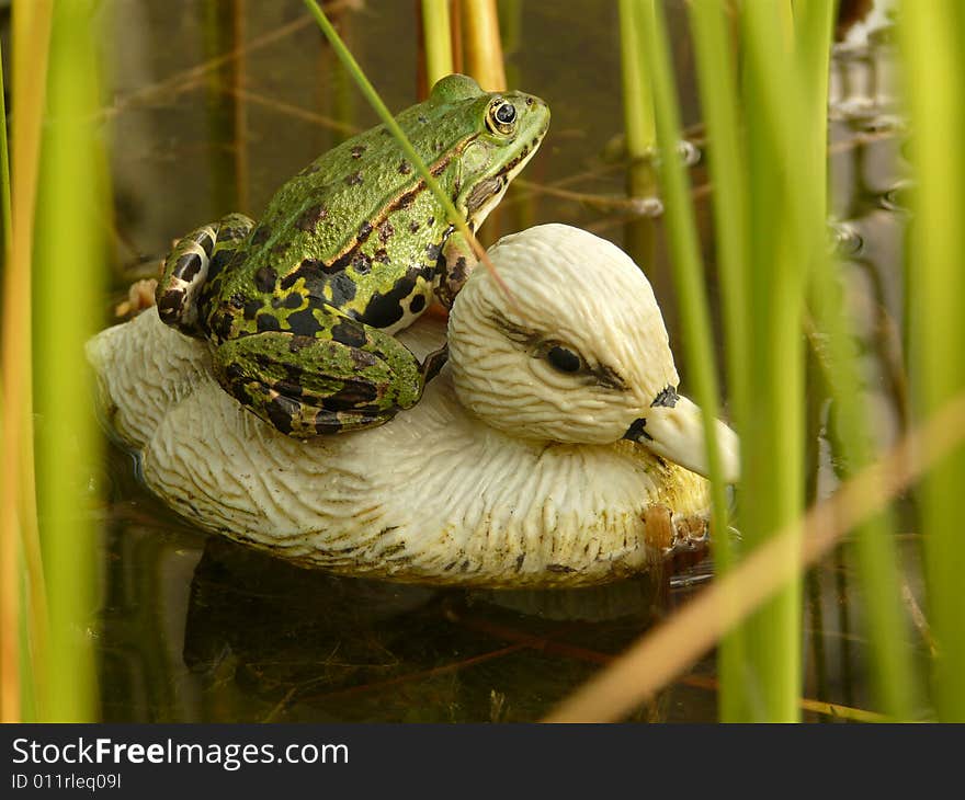 Frog sitting on plastic duck and wondering