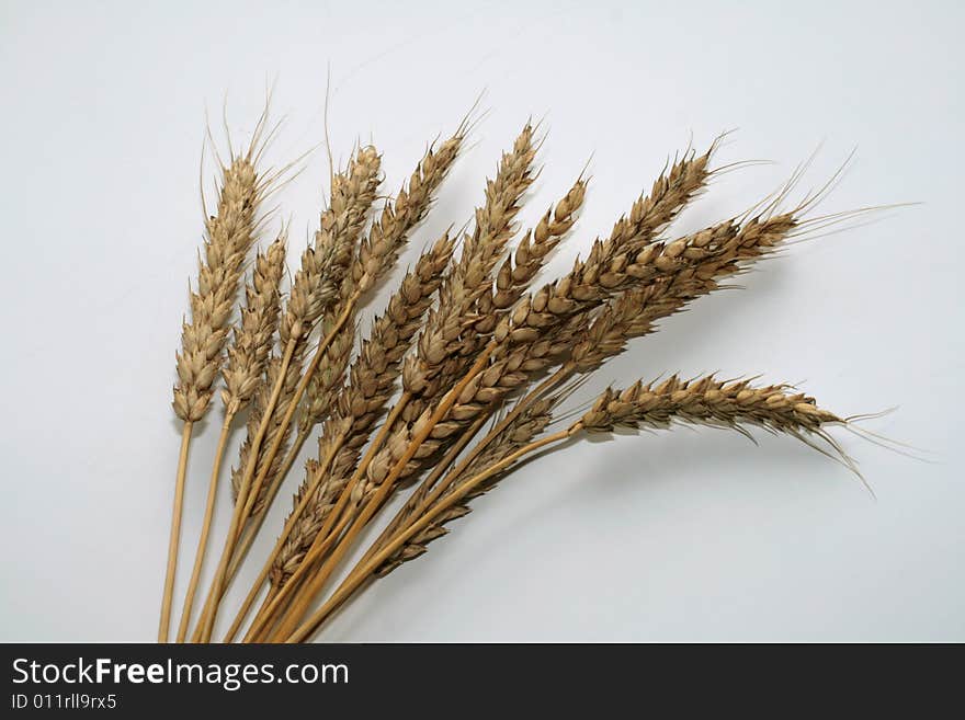 Wheaten ripe grain ears on a light background. Wheaten ripe grain ears on a light background