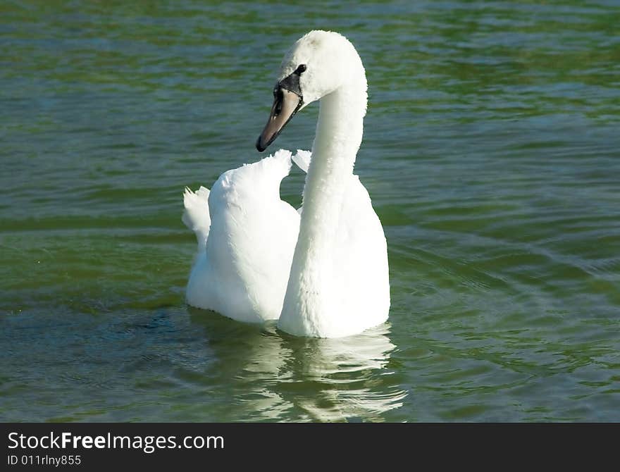 Wild swans near a lakeshore