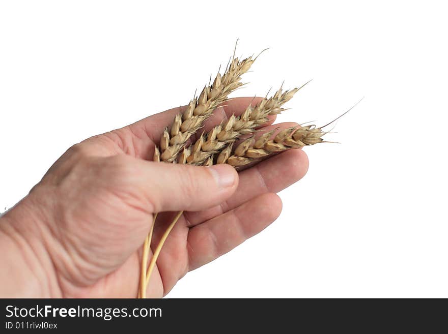 Three wheaten ripe ears on a palm. Isolated. Three wheaten ripe ears on a palm. Isolated