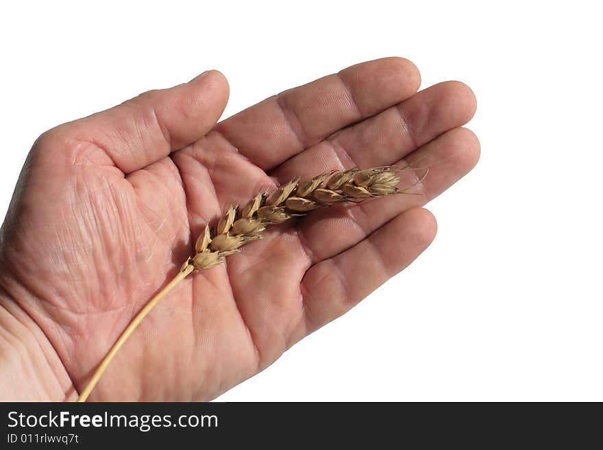 Wheaten ripe grain ear on a palm. Isolated. Wheaten ripe grain ear on a palm. Isolated