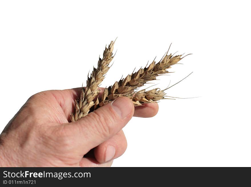 Three wheaten ripe ears on a palm. Isolated. Three wheaten ripe ears on a palm. Isolated