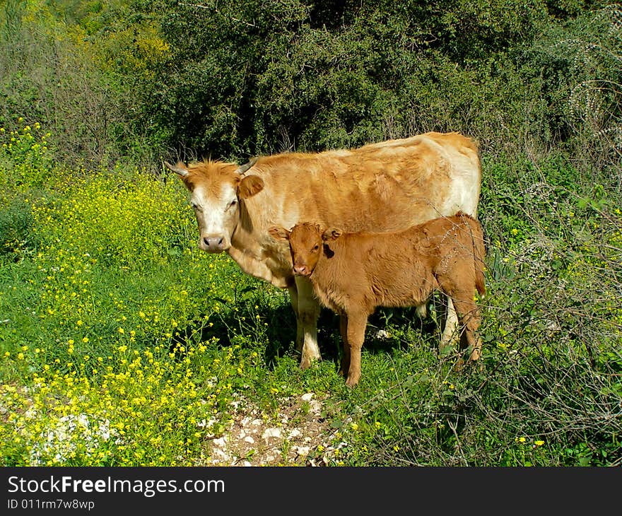 Cow