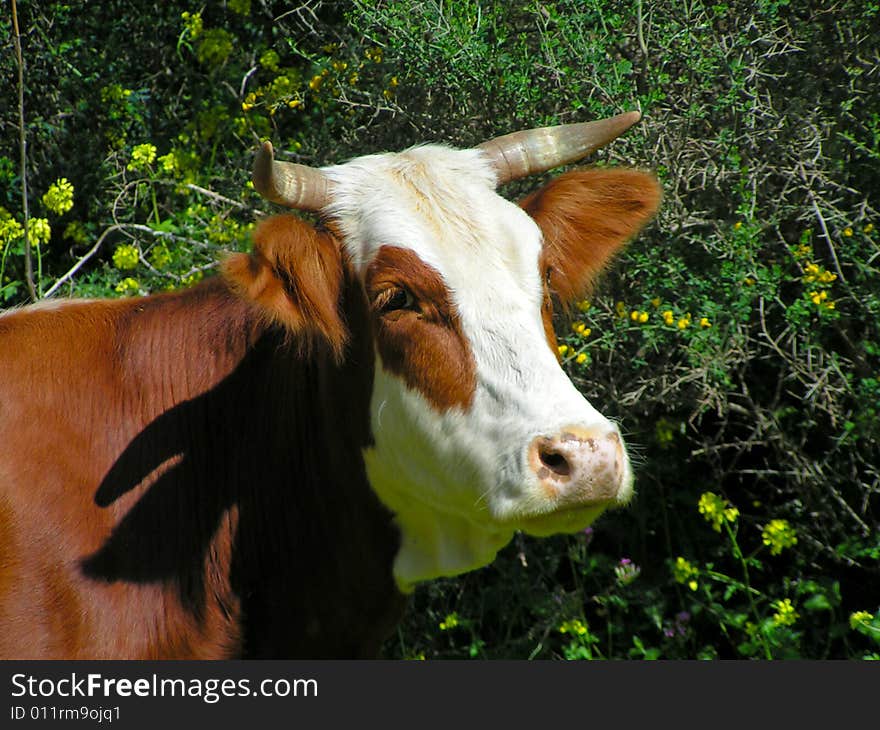 Cow