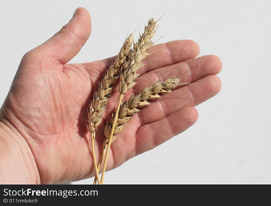 Three wheaten ripe ears on a palm. Three wheaten ripe ears on a palm.