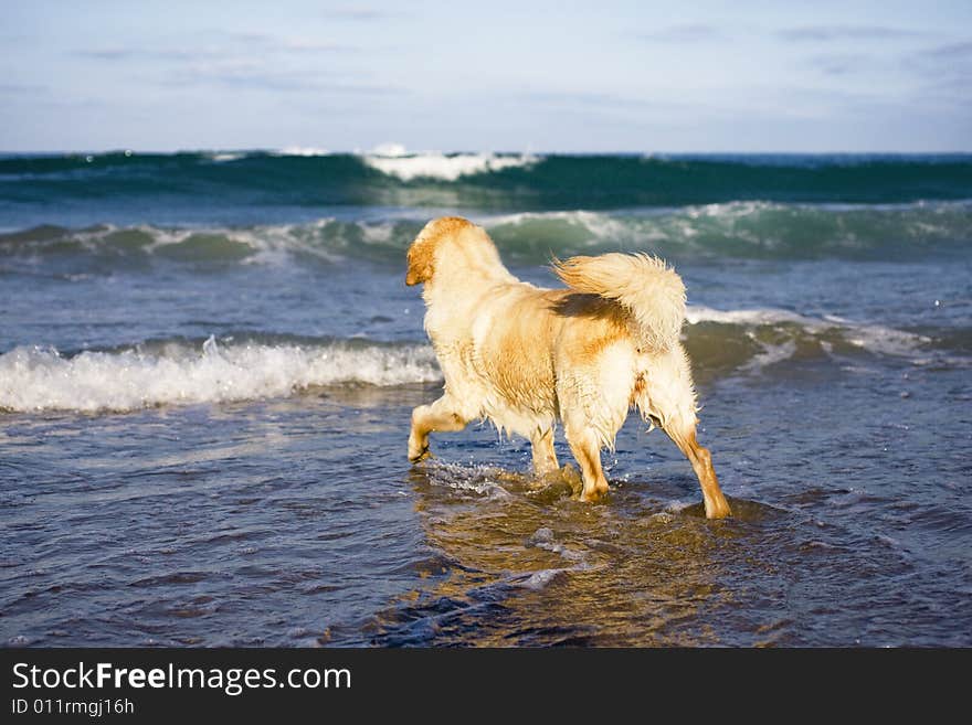 Golden retriever